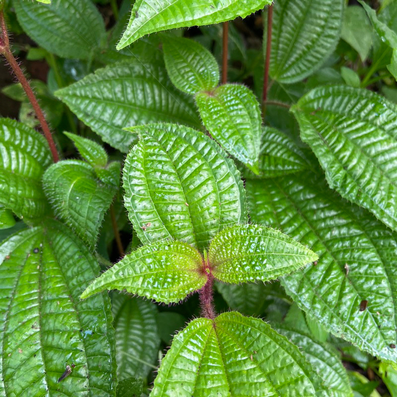 

Daun harendong bulu daun senduduk clidemia hirta segar 250 gram-az