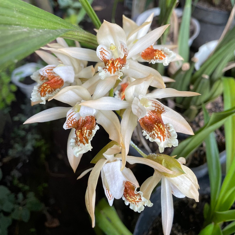 Anggrek Coelogyne Asperata