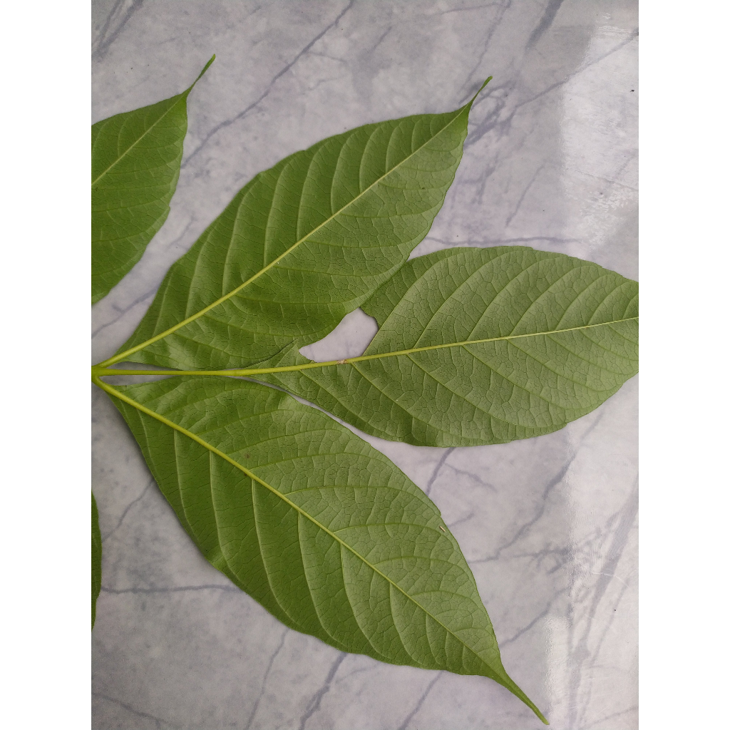 

daun kuda/ kudo / jaranan;';PPP;[[''''''''\"'\