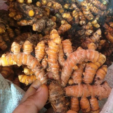 

KUNYIT SEGAR 1KG KUNYIT SUPER KUNIR SEGAR