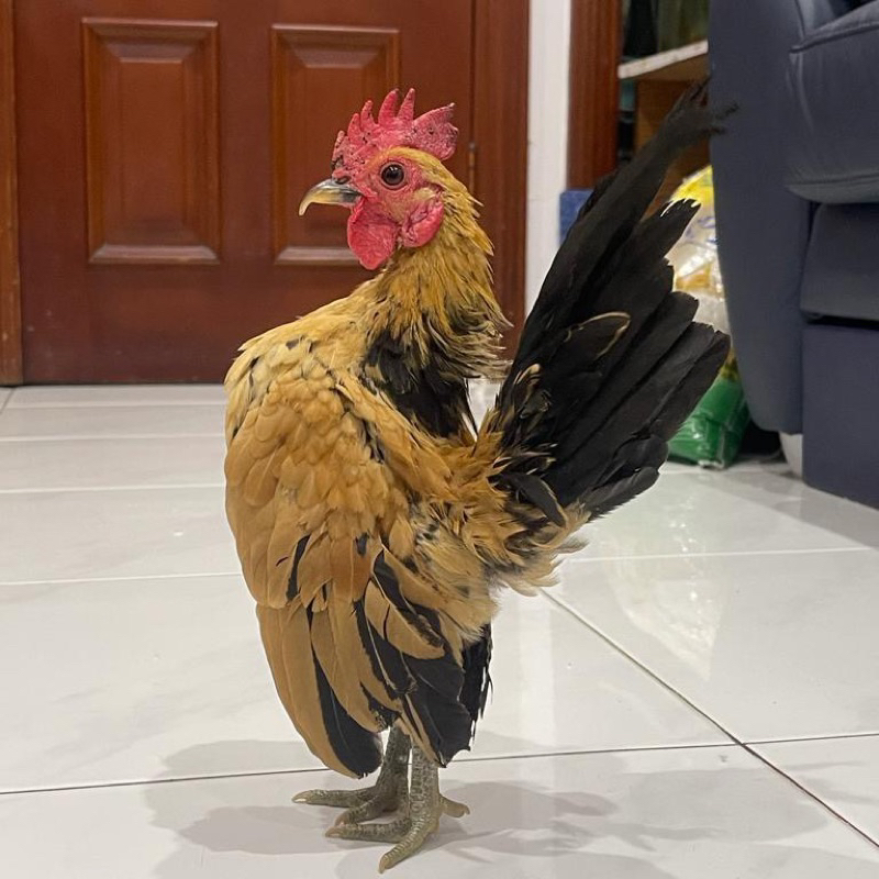 ASLI Ayam Serama Seramah Sepasang (Bukan Kate)