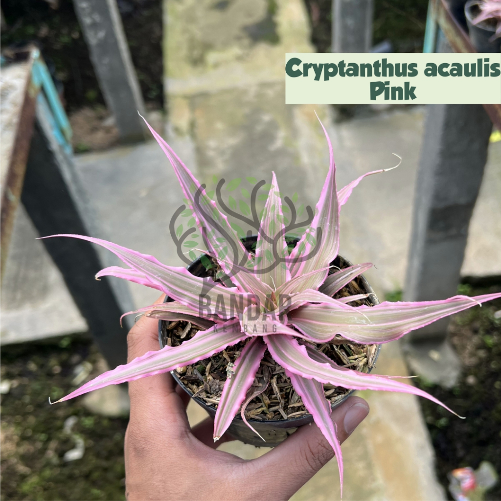 Cryptanthus Acaulis Pinkl Tanaman Hias Unik Tanaman Cantik Termurah