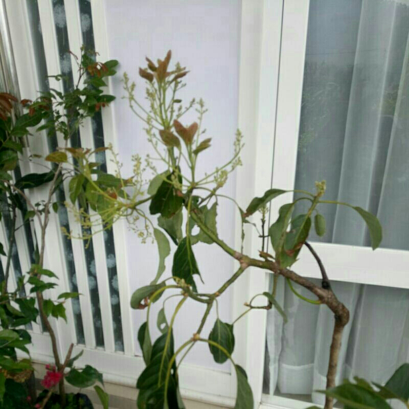 bibit ALPUKAT BERBUNGA/BERBUAH