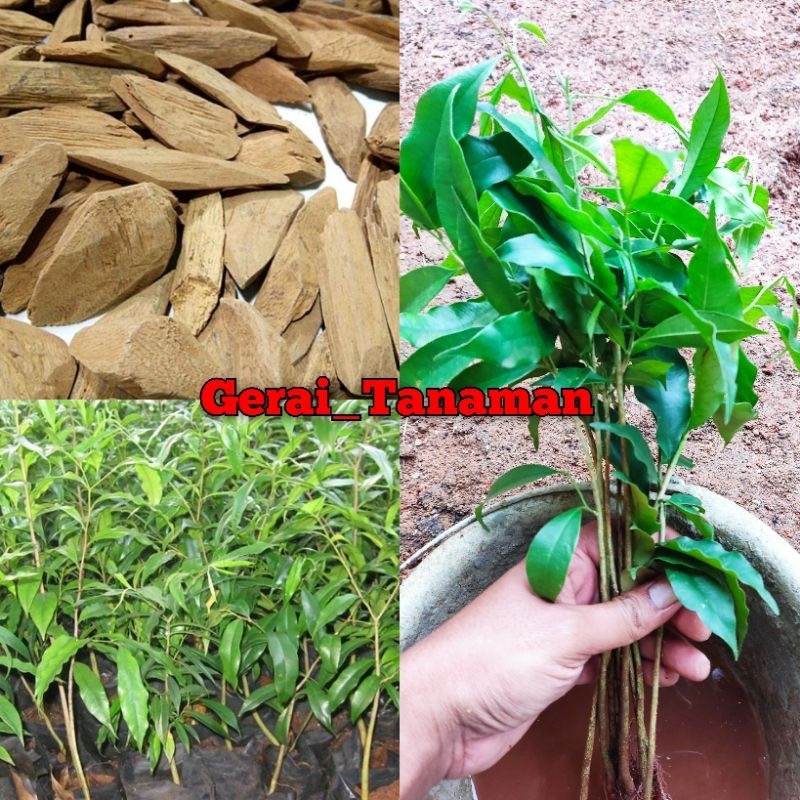 Paket 20 Btg Bibit Gaharu Cabutan