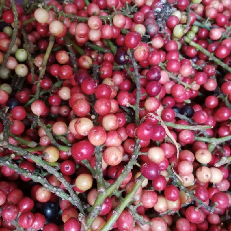 

Buah huni fresh 500gram buah ngidam rujak huni buah buni buah langka buah boni