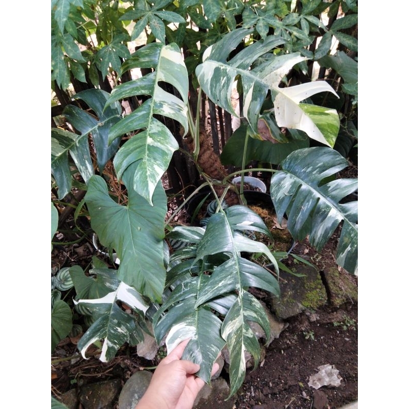 TANAMAN HIAS EKOR NAGA VARIEGATA(ANAKAN -+20-30CM)