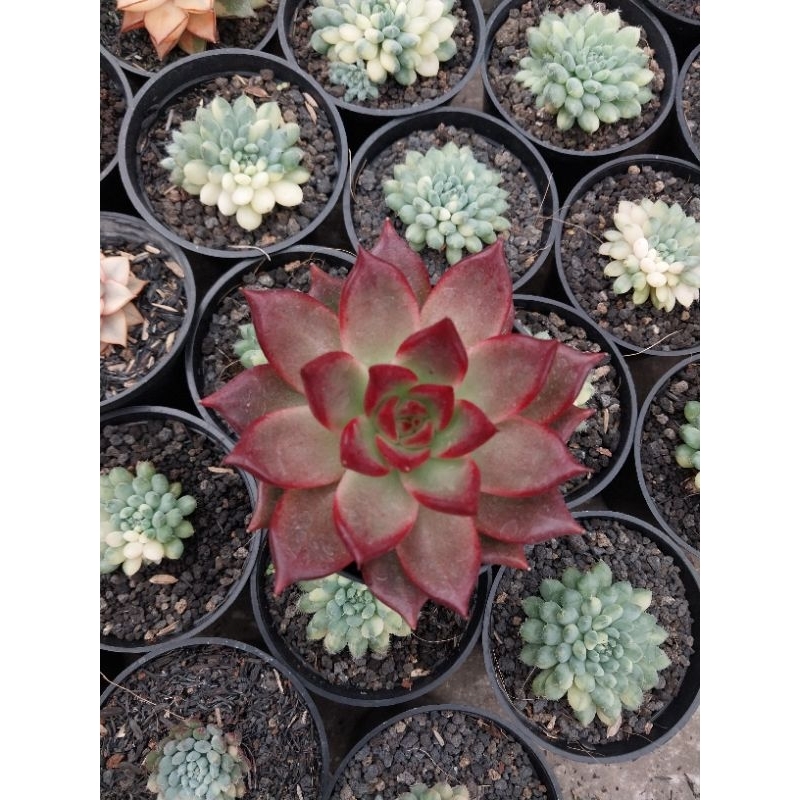 Echeveria Agavoides Romeo Rubin