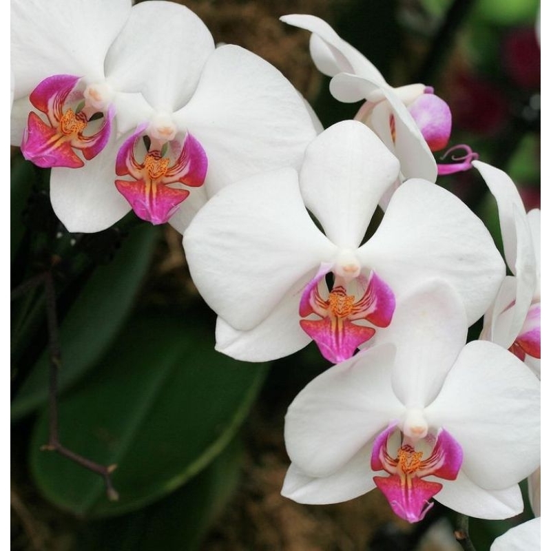 Anggrek Bulan siap bunga ( white pink )