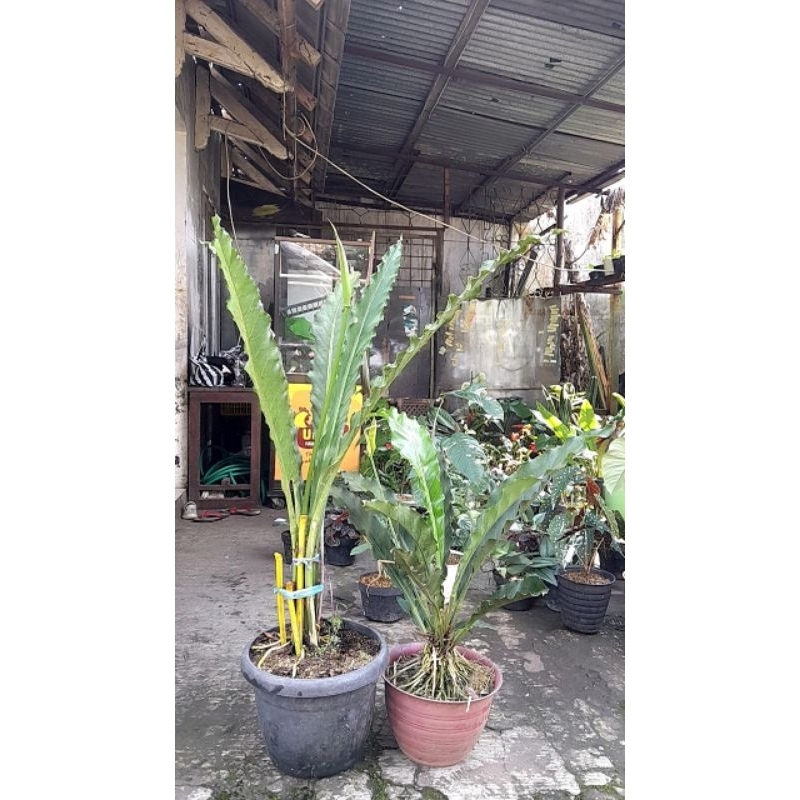 Tanaman Hias Anthurium keris