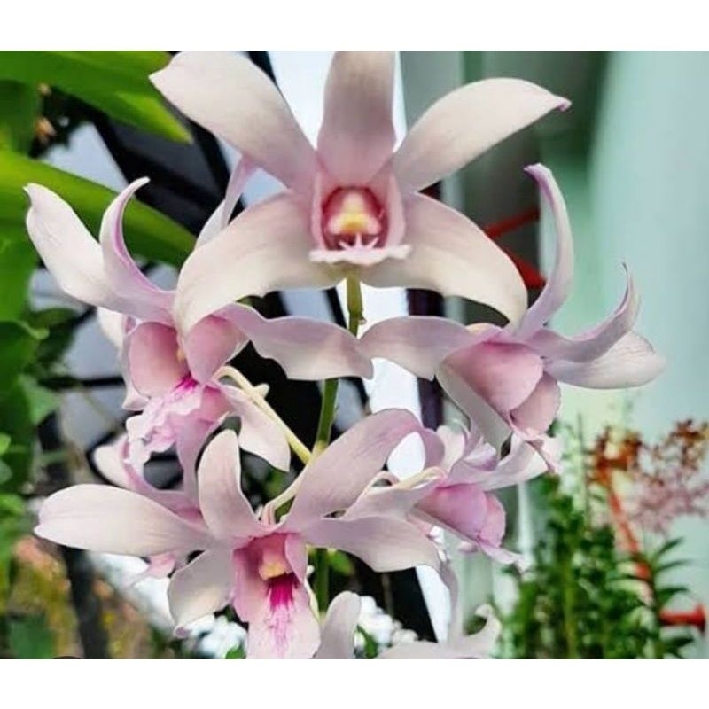 Tanaman hias anggrek dendrobium sedlling chanel