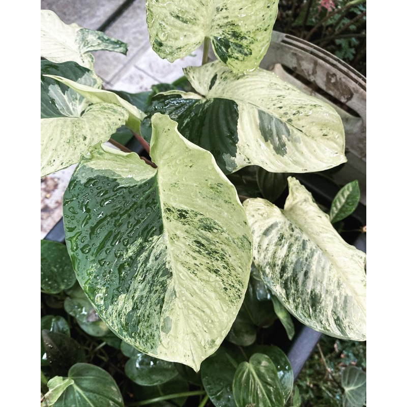 homalomena sp varigata anakan