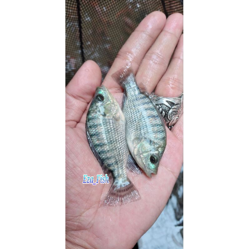 bibit ikan nila hitam nirwana