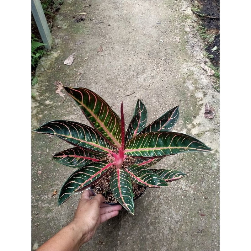 pride of Sumatra..