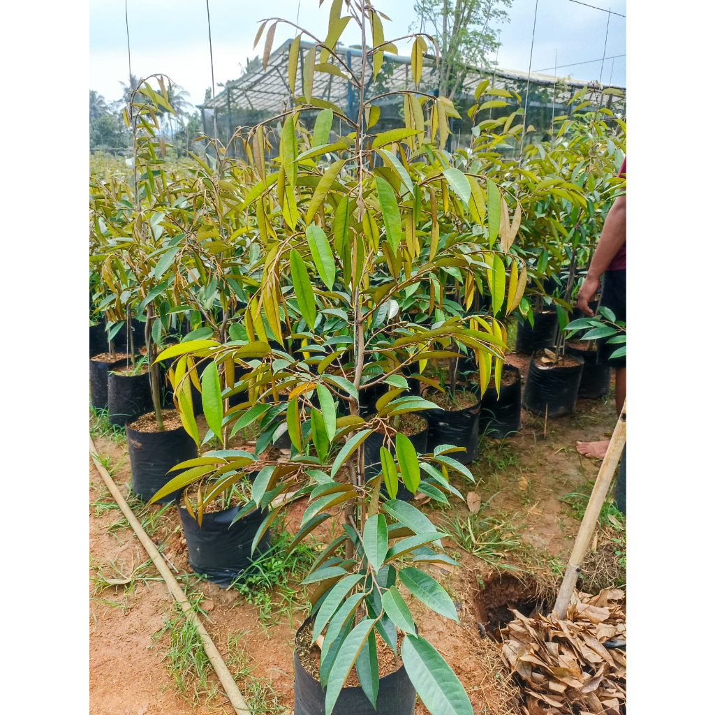 BIBIT DUREN MUSANG KING BAWOR