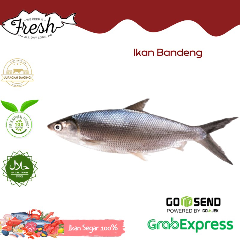 

BANDENG KECIL/SEDANG FRESH 1kg