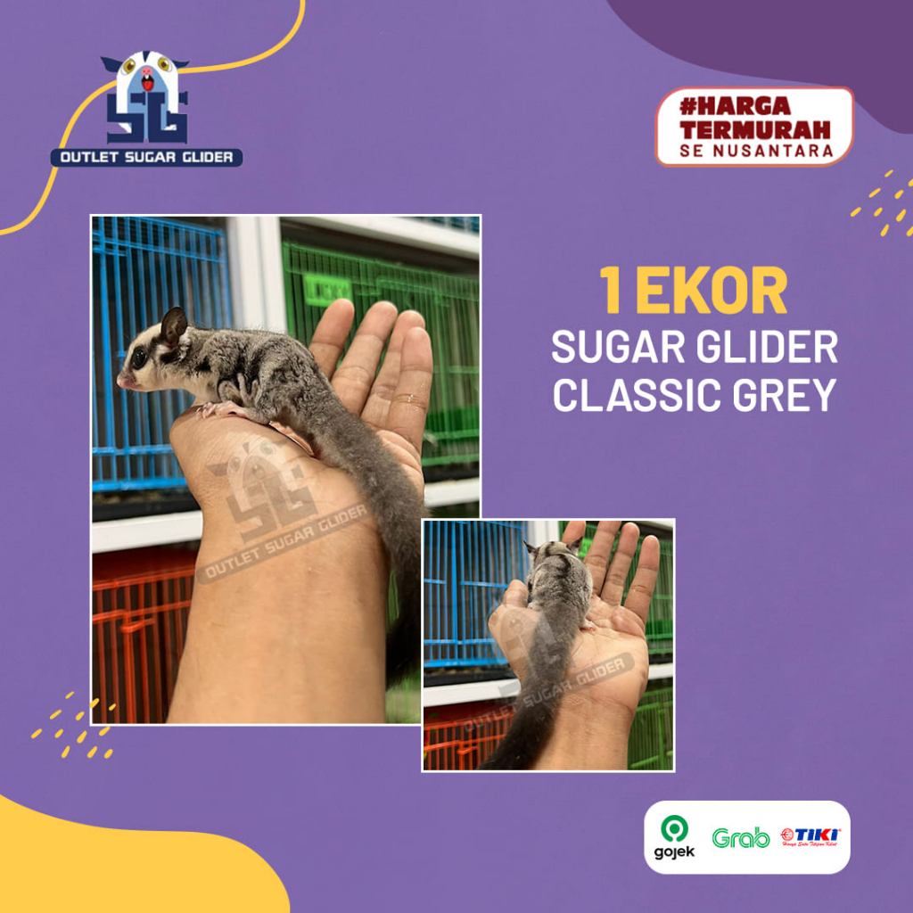 SUGAR GLIDER JENIS CLASSIC GREY JOEY