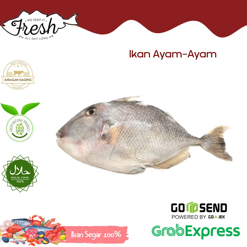 

IKAN AYAM-AYAM FRESH 1kg