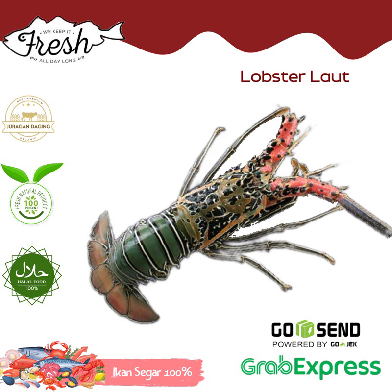 

LOBSTER LAUT JUMBO