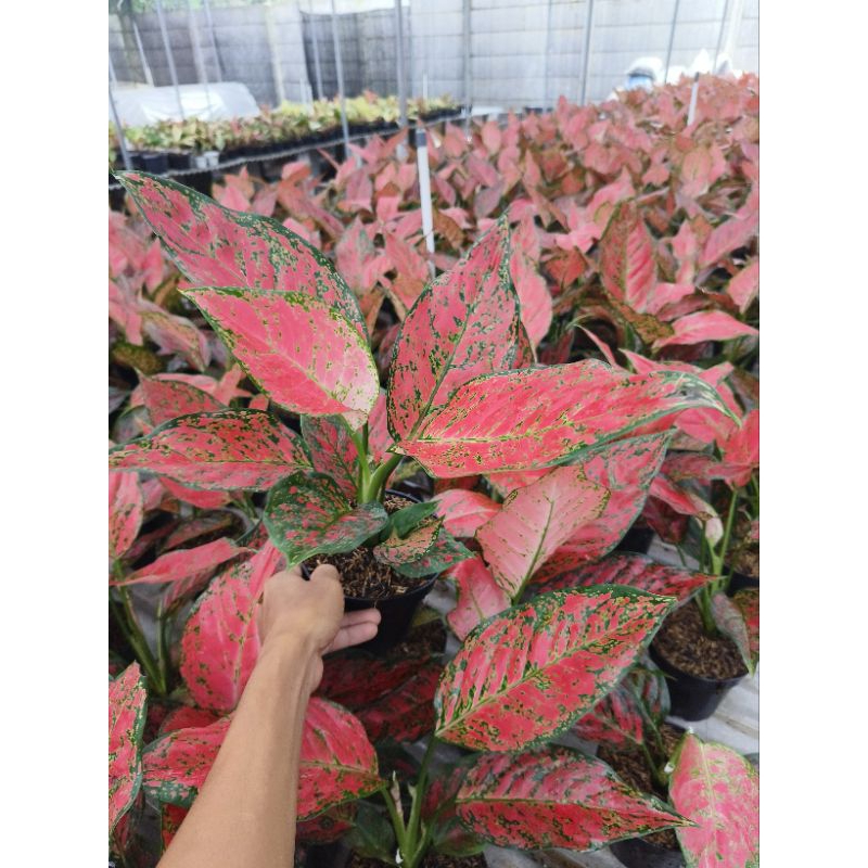 aglaonema red king(real)