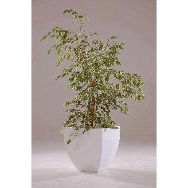 Benjamina variegata - beringin variegata - Caringin Variegata - Bahan bonsai