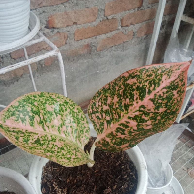 baby Stardust Orange