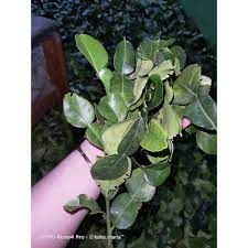 

daun jeruk giling kasar homade [50gram]