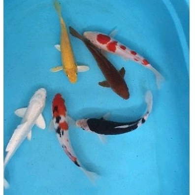Paket Ikan Koi Blitar 26-30cm 6 Ekor