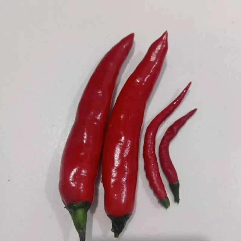 15 biji bibit/benih cabe merah jumbo