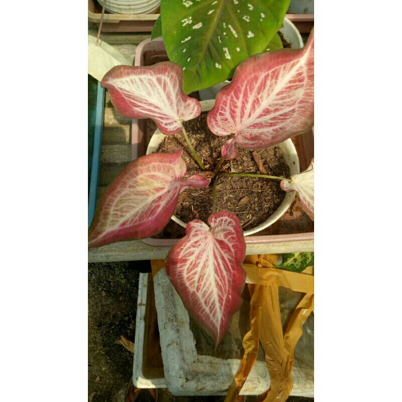 keladi thailand