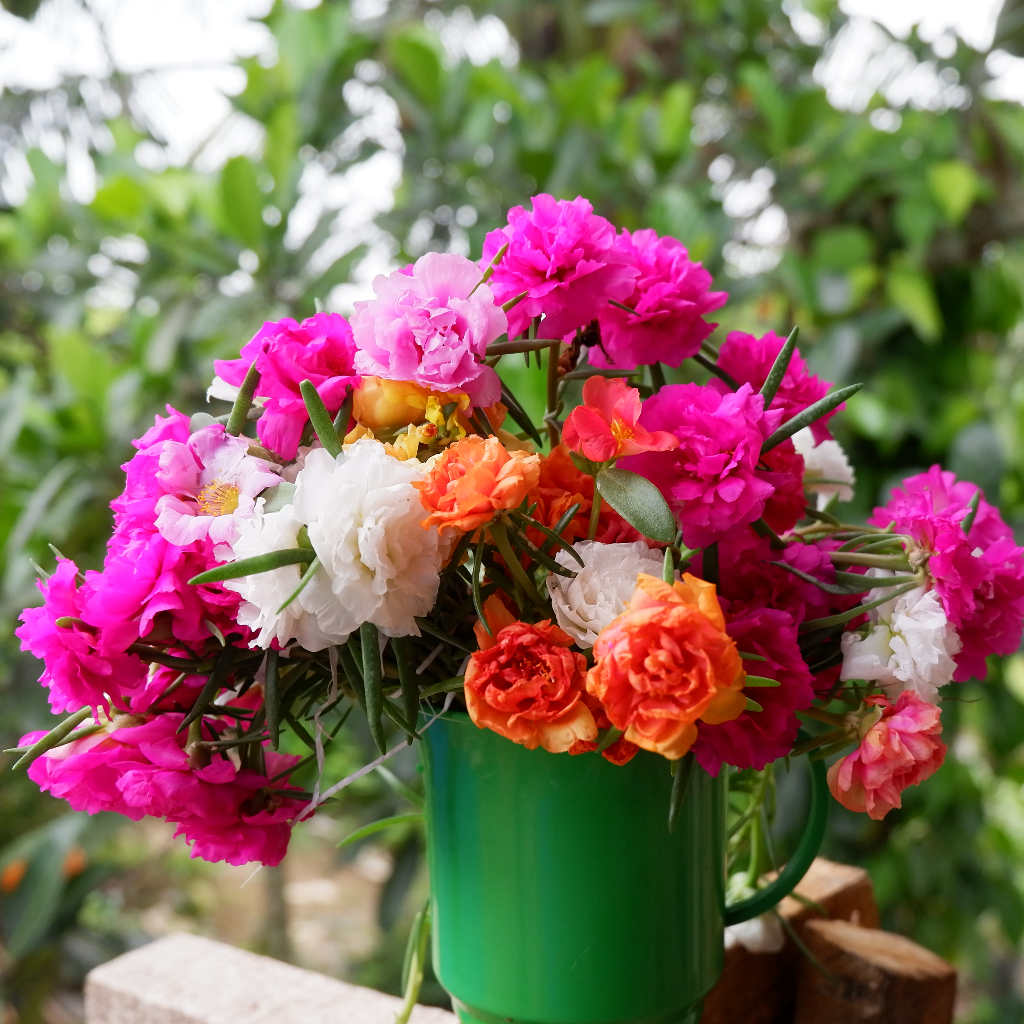 Bibit Bunga Krokot Warna Warni