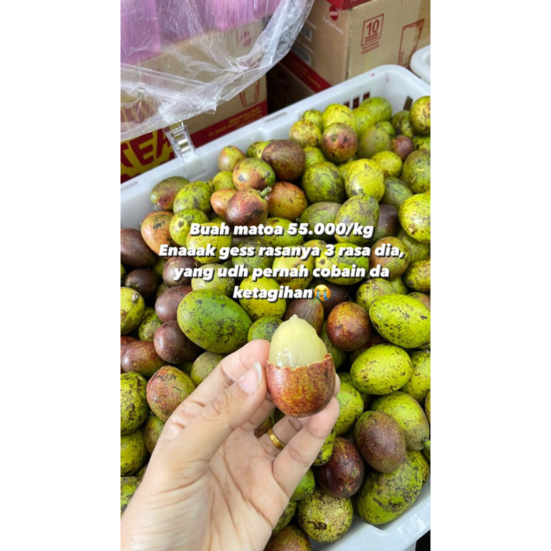 

BUAH MATOA