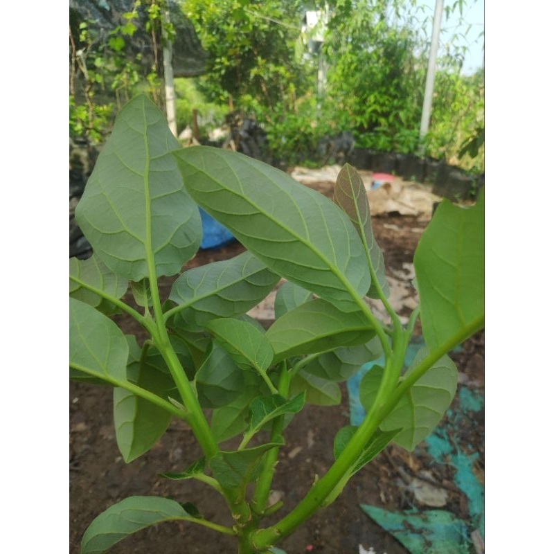 

DAUN alpukat fresh segar