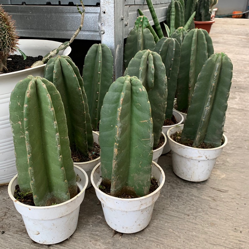 kaktus koboi berakar