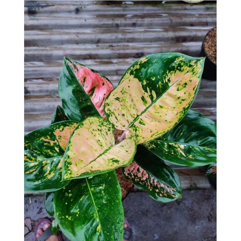 Aglonema Kochin Eboni Mutasi Tanaman Hias Aglonema Aglaonema Kochin Eboni Mutasi Merah Murah BUKAN B