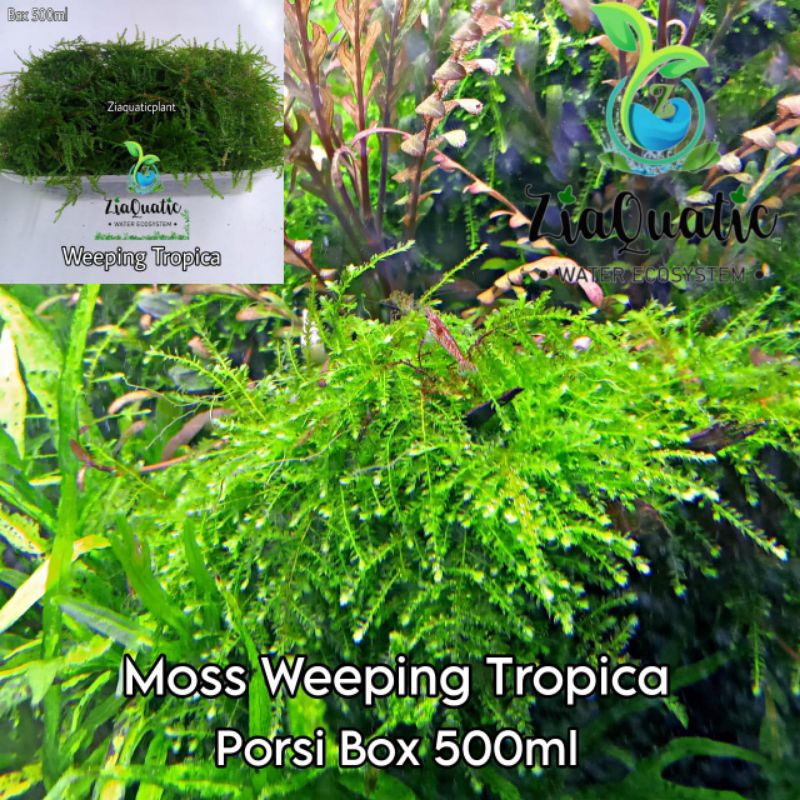 Tanaman Aquascape Moss Weeping Tropica Original Porsi Box 500ml