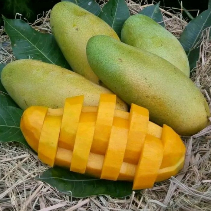 Buah Mangga Golek Matang Fresh / 1Kg