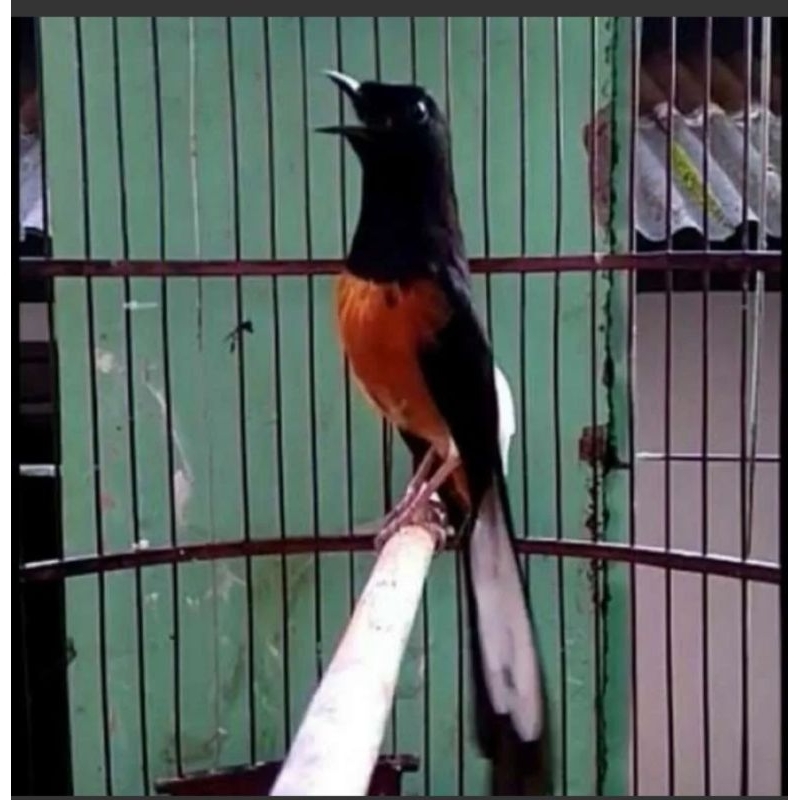 Murai medan pastol ekor panjang bunyi rajin