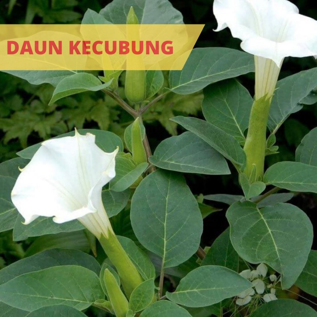 

Daun kecubung segar ramuan herbal per lembar