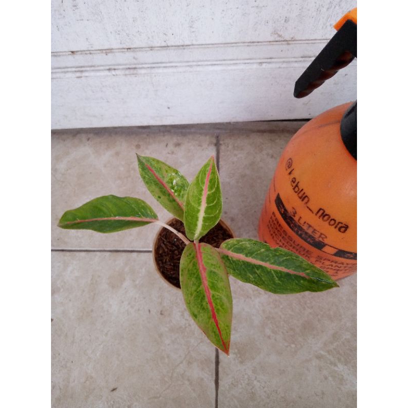 aglaonema golden red peacock ( GRP ) peacok pikok , kolektor item , real pict