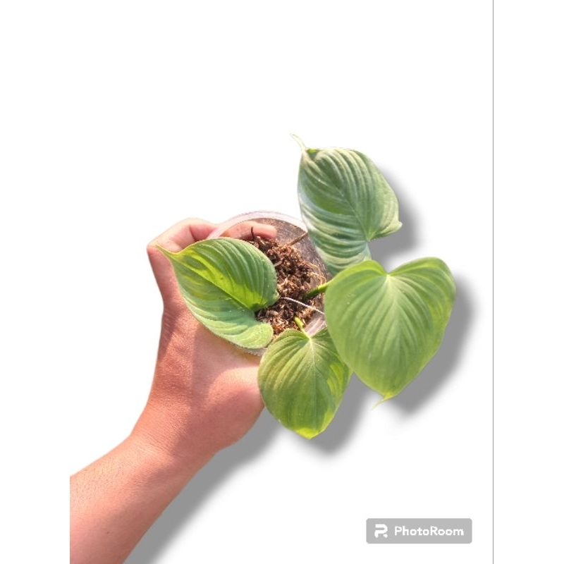 tanaman hias fibrae cataphyllum