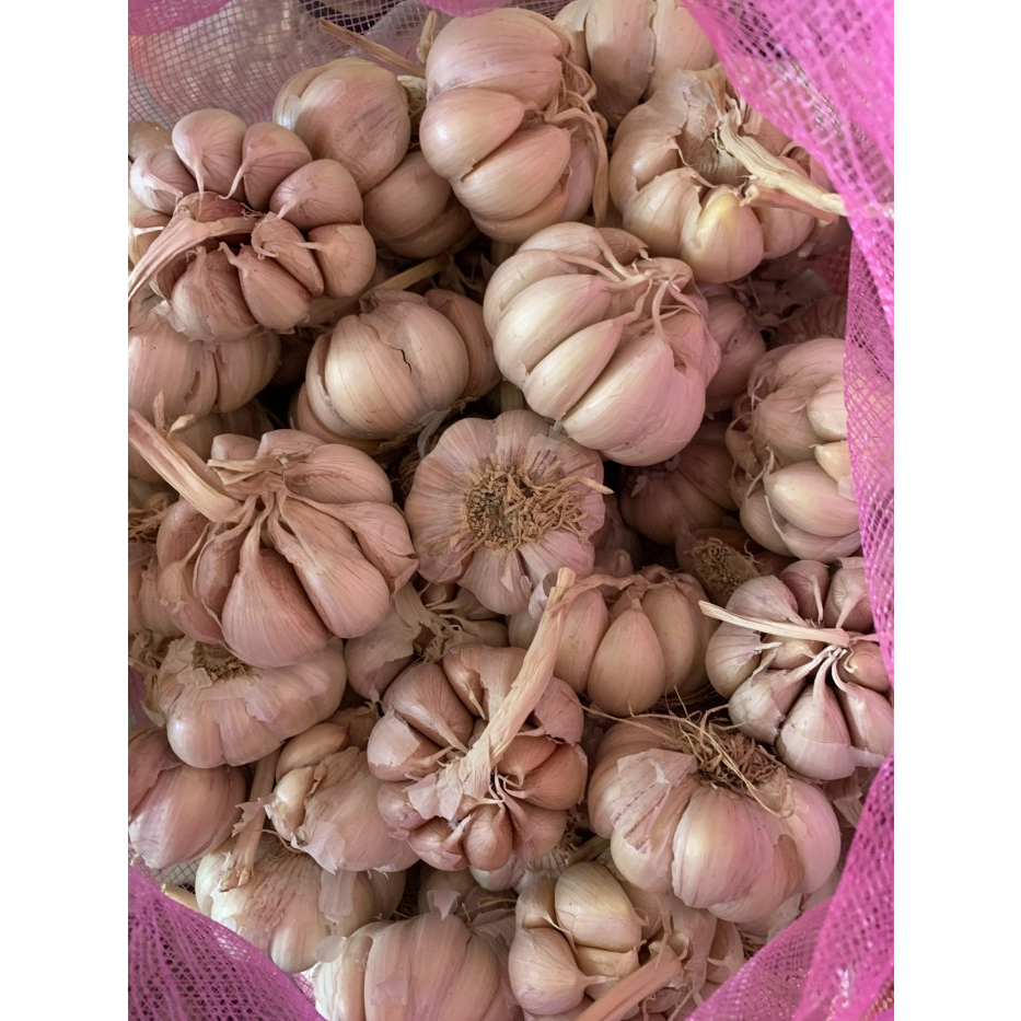 

BAWANG PUTIH REPACK KUALITAS SUPER