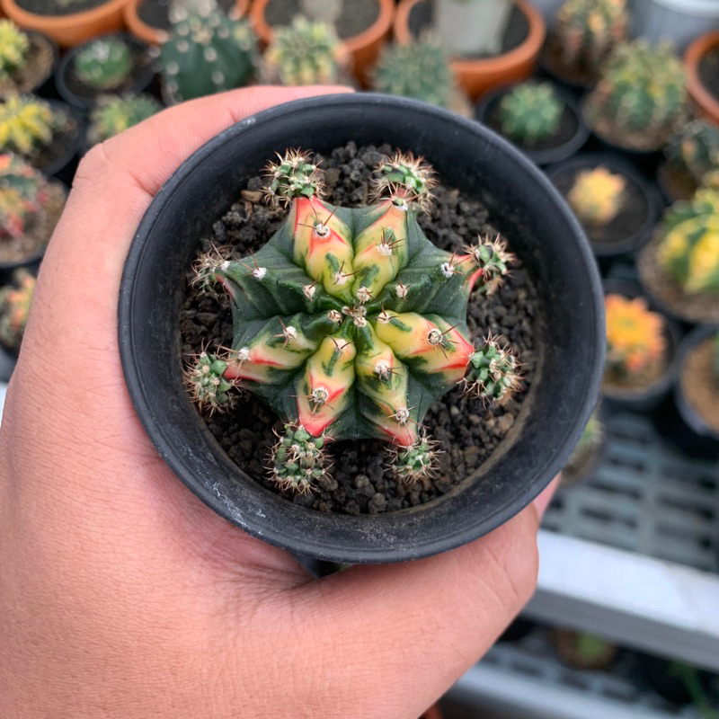 kaktus gymno MULTICOLOR onroot free pot dan media