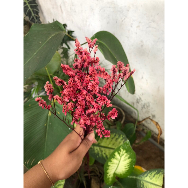 BUNGA STATICE PINKROSE