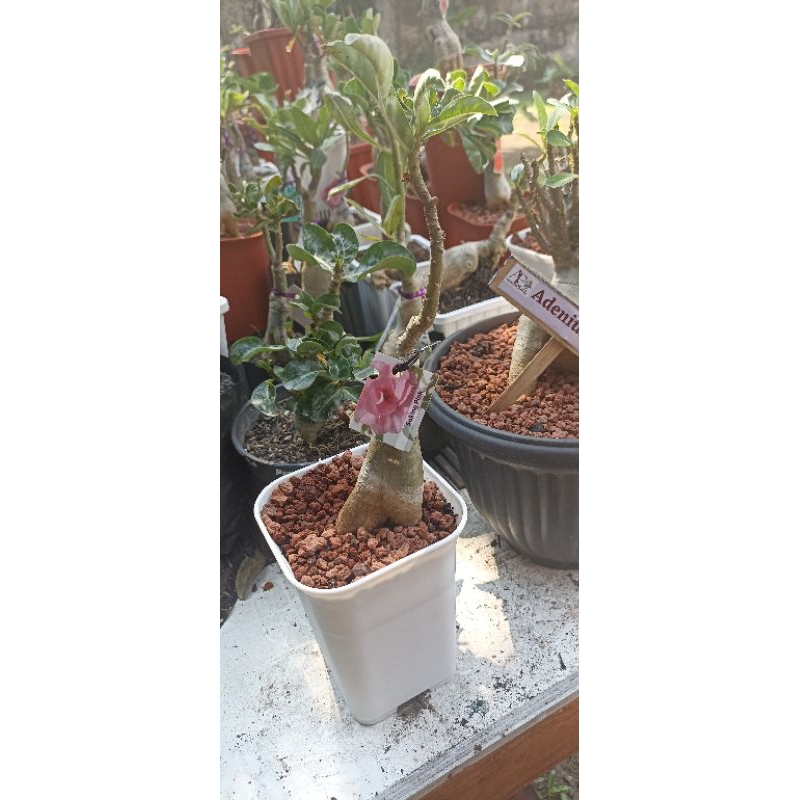 Adenium / Kamboja Jepang Obesum Bunga Tumpuk Berbagai Macam Id Size A