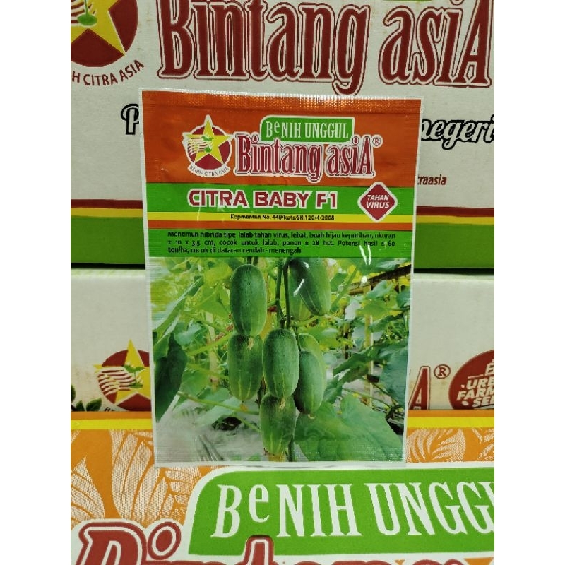 Benih timun Citra baby F1 20 gr bintang asia Timun Baby