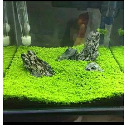 Carpet Seed Tanaman Aquascape Hairgrass Mini Dwarf Lovegrass Luckygrass