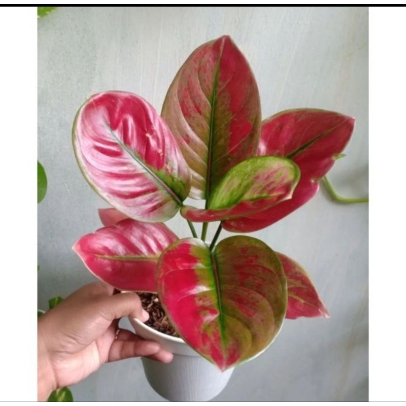 Aglonema AYUNINDI dewasa