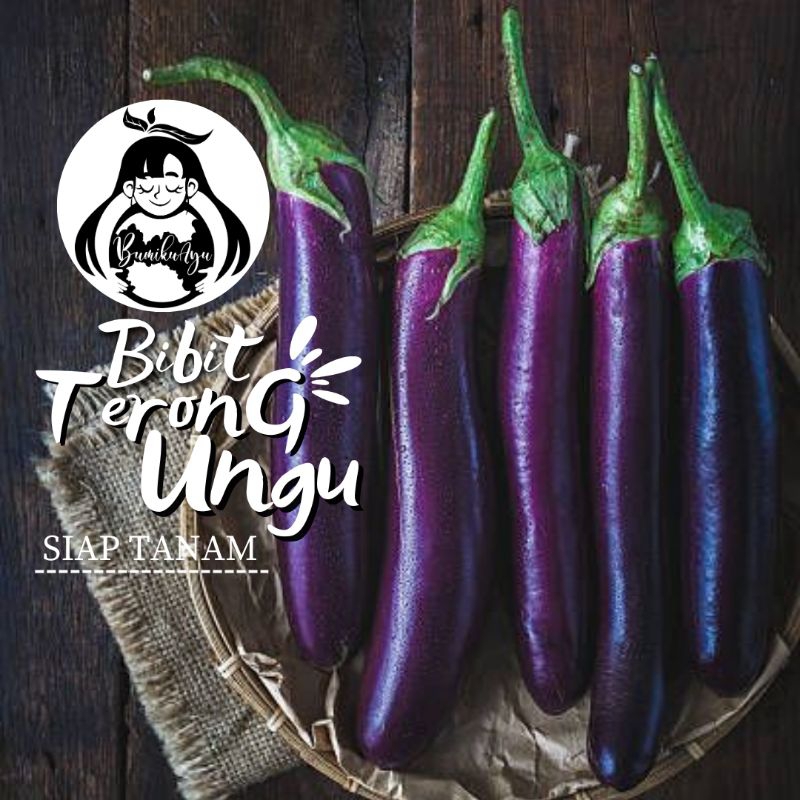 Bibit terong ungu siap tanam