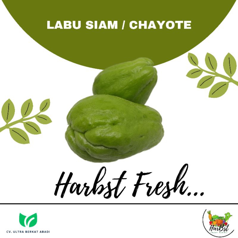 

Labu hijau / Waluh / chayote / ukuran sedang