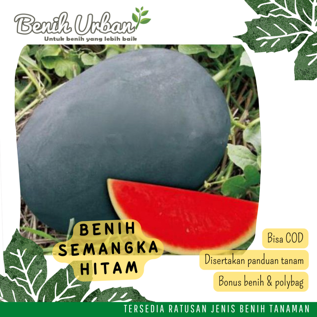 2 Biji Benih Buah Semangka Non Biji Semangka Tanpa Biji Buah Buahan